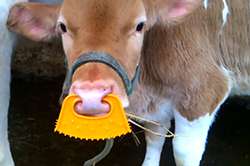 Vitellino con cavezza antisucchio, per impedirgli di suggere il latte dalla mamma